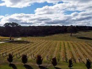 Wellington Russo’s Tree Services 14 Blue Gables Vineyard