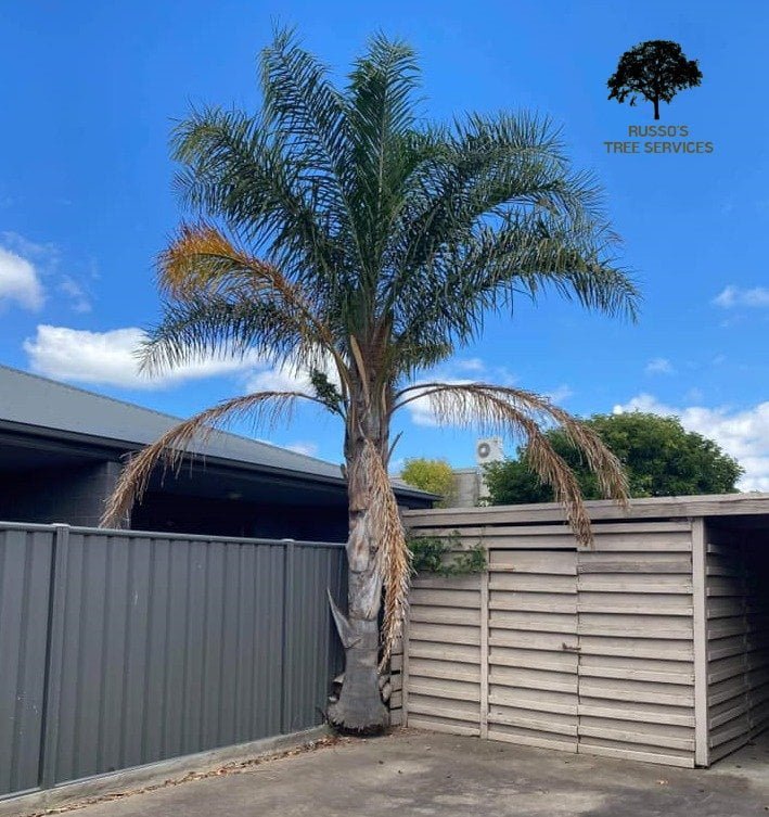 Tree Trimming Russo’s Tree Services 2 Palm Tree Pruning Sale