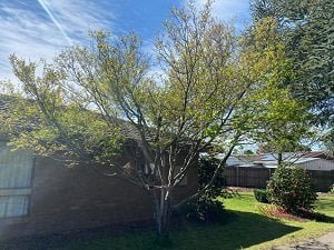 Home Russo’s Tree Services 4 Tree care Sale