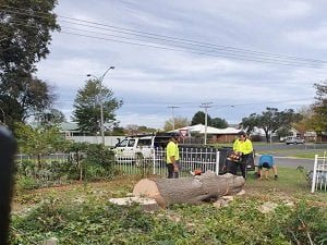 Home Russo’s Tree Services 2 Tree removal Sale
