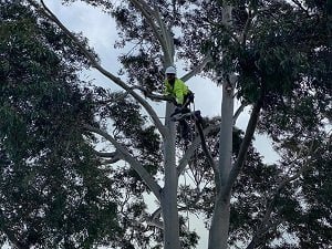Home Russo’s Tree Services 3 Tree trimming Sale