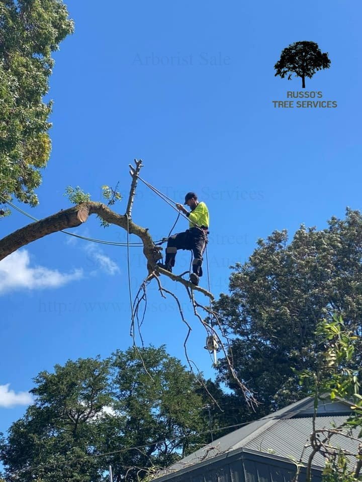 Home Russo’s Tree Services 1 Arborist Sale