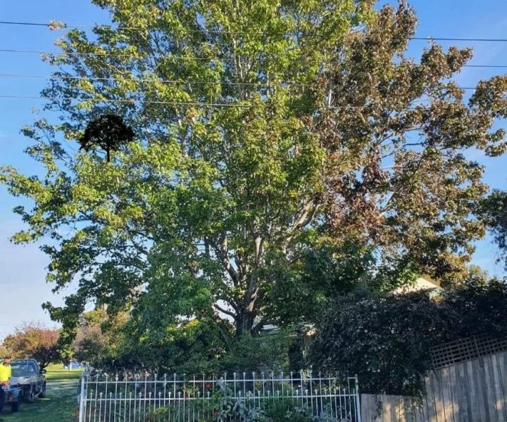 Stump Removal Russo’s Tree Services 6 Brush removal Sale