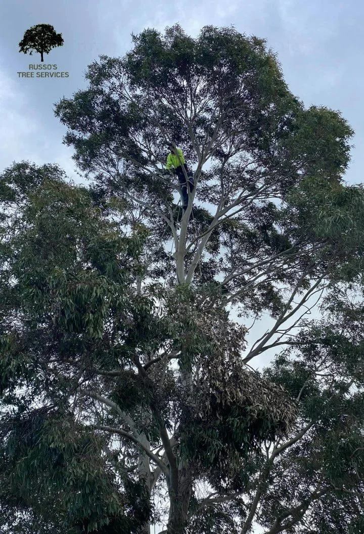 Tree Trimming Russo’s Tree Services 6 Crown Canopy Thinning Sale