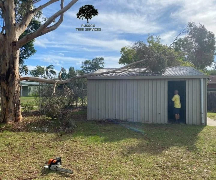 Tree Removal Russo’s Tree Services 6 Fallen Tree Removal Sale