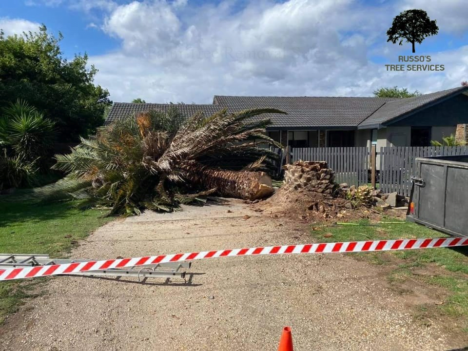 Home Russo’s Tree Services 6 Palm Tree Removal Sale