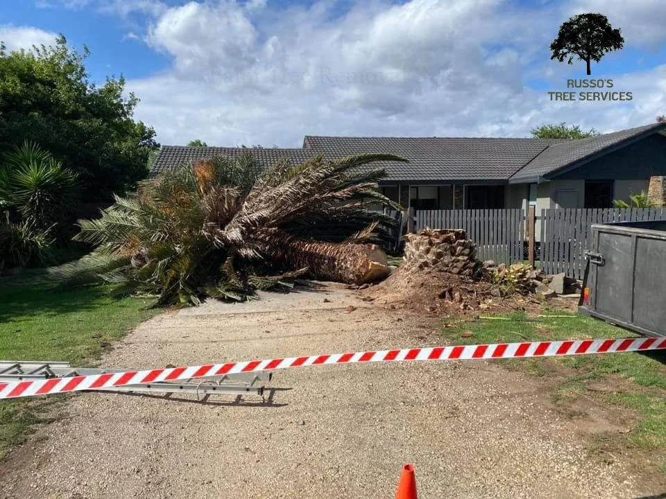 Home Russo’s Tree Services 6 Palm Tree Removal Sale