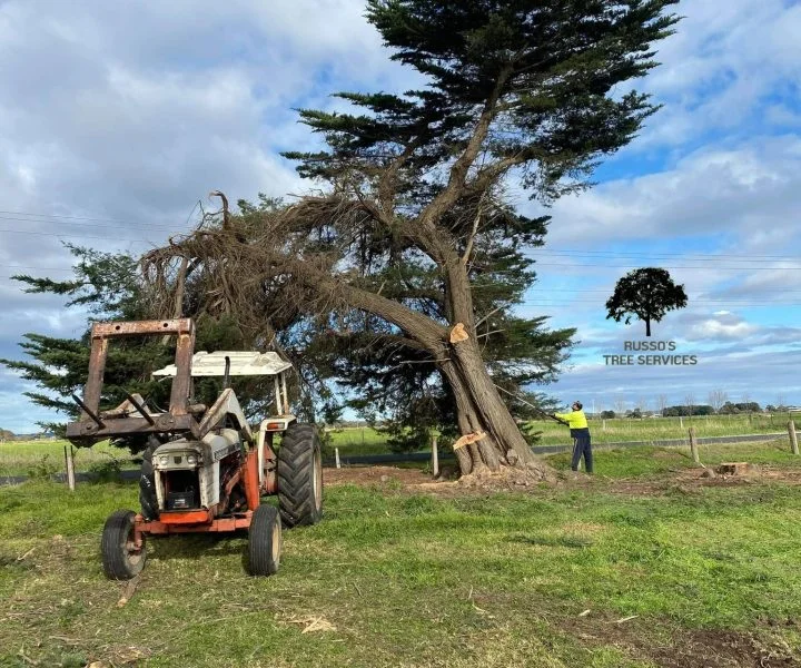 Tree Removal Russo’s Tree Services 5 Sale Hazardous tree removal