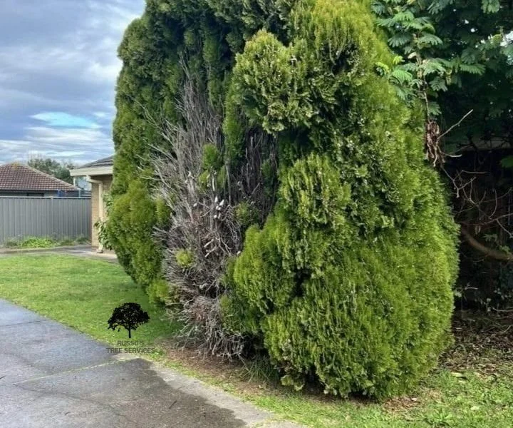 Tree Trimming Russo’s Tree Services 7 Sale Shrub trimming Service