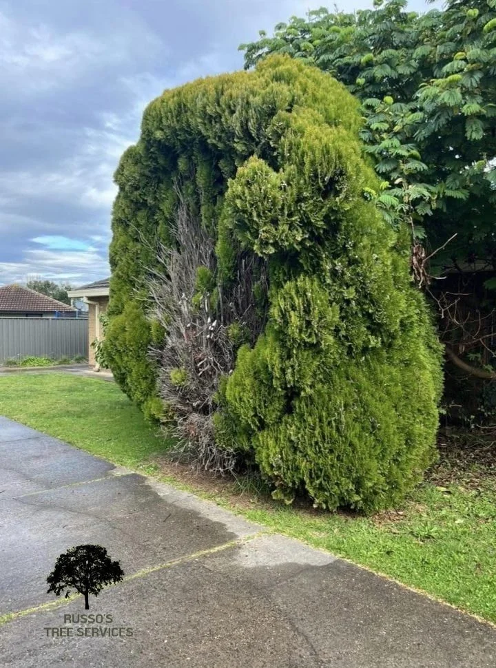 Tree Removal Russo’s Tree Services 7 Shrub trimming Sale