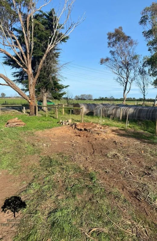 Stump Removal Russo’s Tree Services 9 Tree Stumps Sale