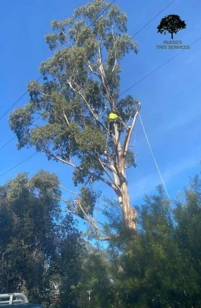 Tree Removal Russo’s Tree Services 9 Tree cutting Sale