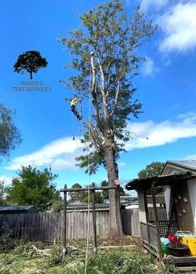 Home Russo’s Tree Services 9 Tree lopping Sale