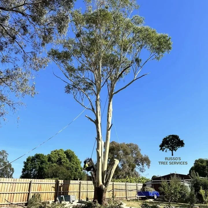 Tree Trimming Russo’s Tree Services 1 Tree pruning Sale