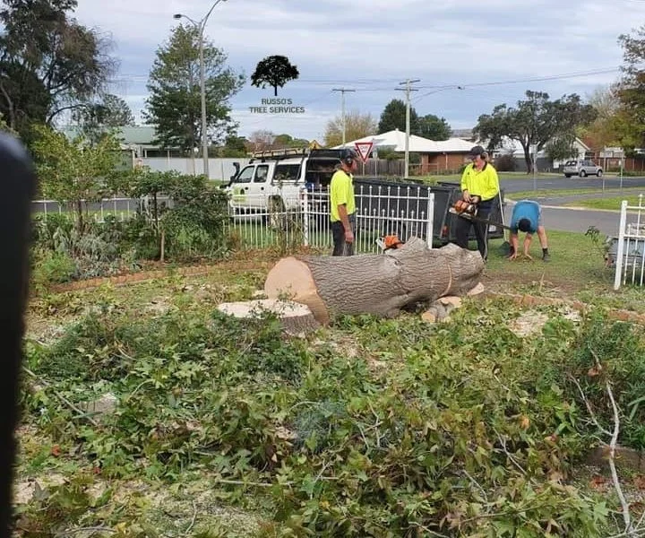 Wellington Russo’s Tree Services 7 Tree removal service Sale Vic