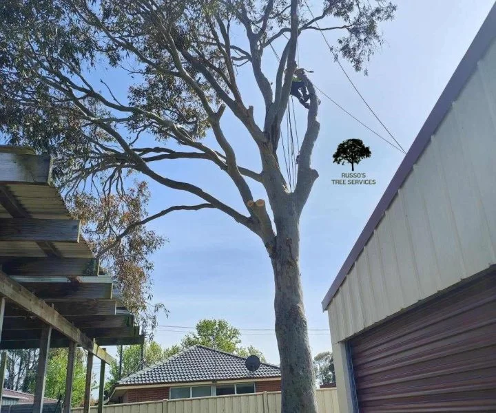 Wellington Russo’s Tree Services 6 Tree trimming Sale